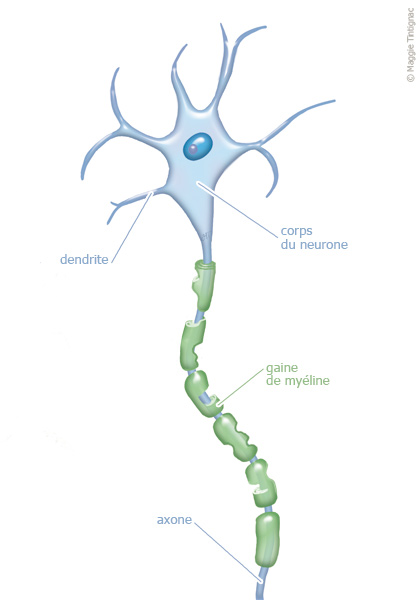 Neurone + Myéline + Axone